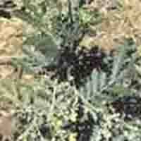 Potentilla Extract
