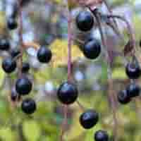 Prunus padus Extract