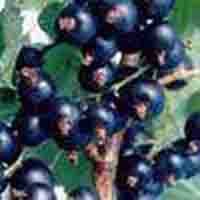 Ribes Nigrum(Black currant Anthocyanin)