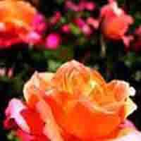Rose Flower Extract