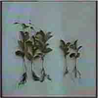 Schisandra Extract