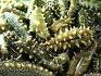 Sea Cucumber Extract