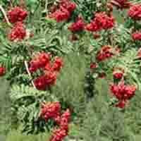 Sorbus Pohuashanensis P.E.