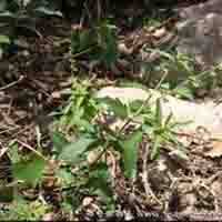 Speranskia Extract