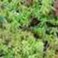 Sphagnum Palustre P.E