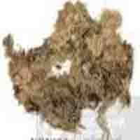 Sphagnum Teres P.E.