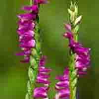 Spiranthes Sinensis P.E.