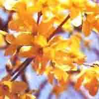 St. Johnswort Extract