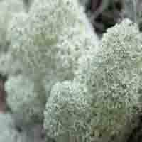 Stereocaulon Paschale P.E.