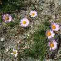 Tatarian Aster Extract