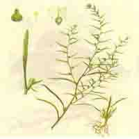 Thesium Chinense P.E.