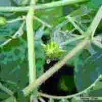 Tribulus Terrestris Extract