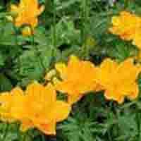 trollius chinensis P.E.