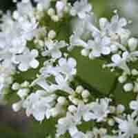 Valerian Extract