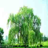 white willow bark extract