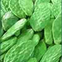 cactus extract