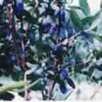 lonicera caerulea var. edulis P.E.
