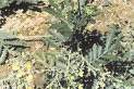 potentilla extract