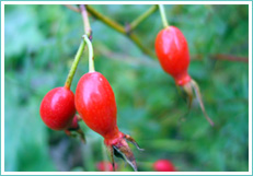 rose flower extract