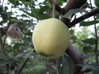 early su pear