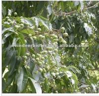 Sapindus Extract