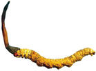 Cordyceps Sinensis