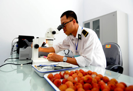 Fresh Lychee From Vietnam