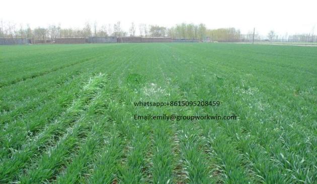 2 18 Rows Wheat Seeding Machine