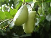 The Lowest Impurity 5-HTP(5-Hydroxytryptophan)