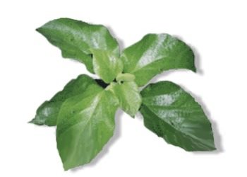 Banaba Leaf P. E.1%-10% Corosolic Acid