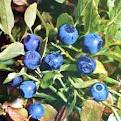 Bilberry P.E.25%/Bilberry P.E.36%/25%-36% Anthocyanidin
