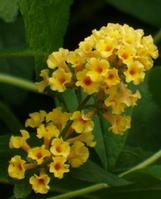 Buddleia Yellow/Buddleia colour