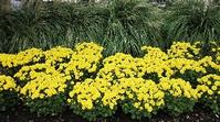 Chrysanthemum Yellow Pigment