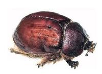 Cochineal