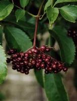 Elderberry Anthocyanin 