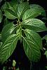 Eucommia ulmoides Leaf extract