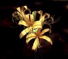 Galanthamine Hydrobromide(Lycoris P.E.)