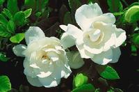  Gardenia red
