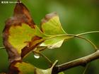 Gingko Biloba P.E./ Flavonoides/Lactone24%/6%