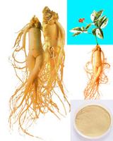 Ginseng Extract10%,Panax Ginseng Extract80%