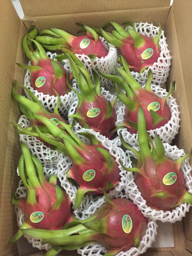 Fresh Dragon fruit from Viet Nam