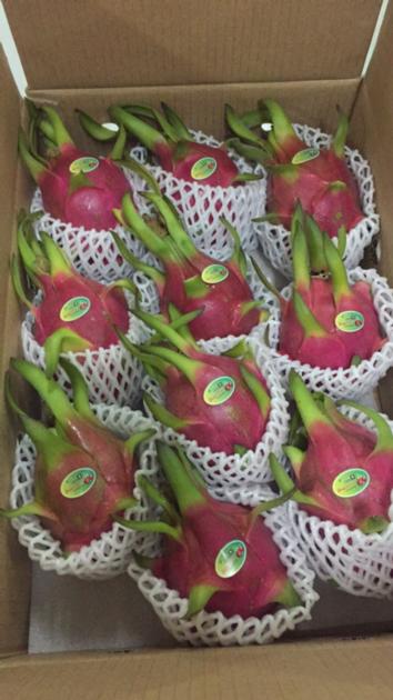 Fresh Dragon Fruit From Viet Nam