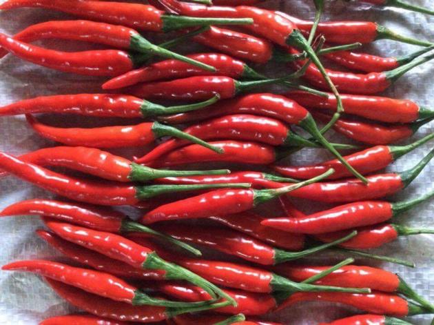 Chili Peppers