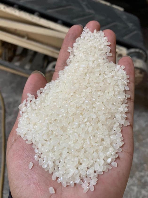 JAPONICA RICE 5 BROKEN ROUND GRAIN