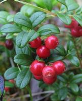 Lingonberry Red 