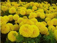 Lutein 