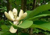 Magnolol
