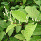 Resveratrol