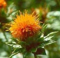 Safflower Extract