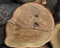 Sandalwood Red